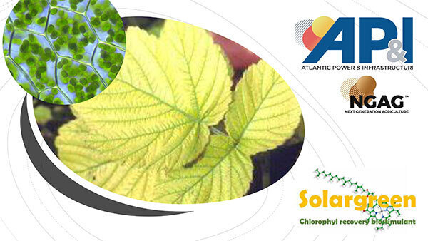 Solargreen